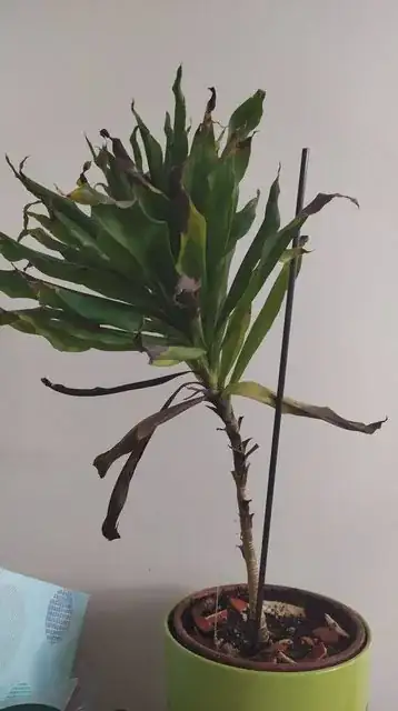 plant