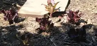 lettuce plants