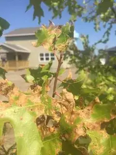 Scarlet Oak brown leaves