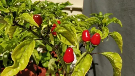ripening