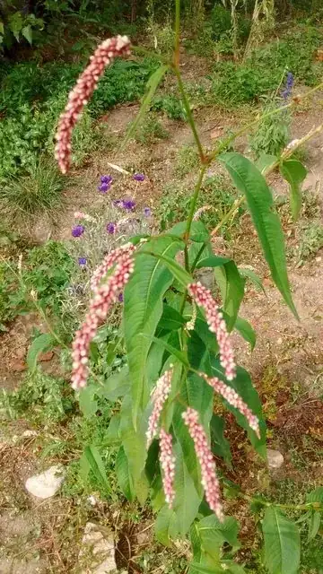 tall thin plant