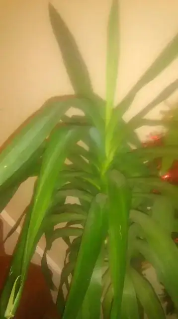 plant