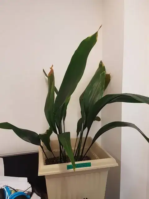 picture of the plant to be identified 