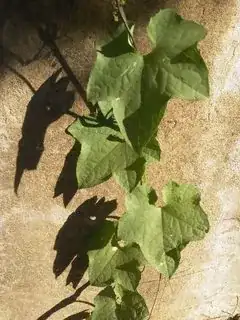 Leaves
