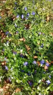 Flowering in sun