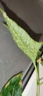 image of damaged plant
