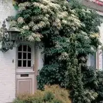 ortensia