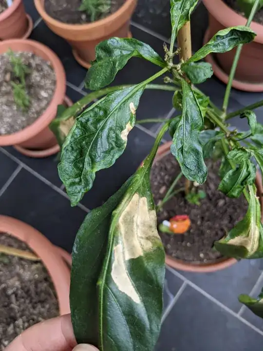 ??