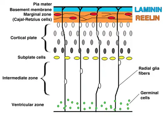 corticogenesis.