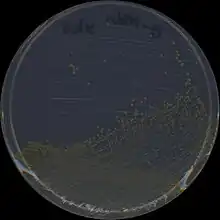 Colonies of the gram negative bacterium S. chlorophenolicum L1