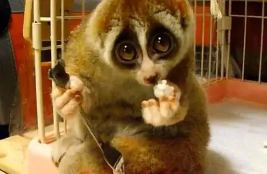 Adorable Sloth