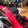 Chappai, the cat and Mux, the dog