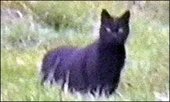 Still from video on from Bodmin moor
