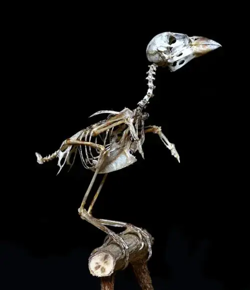 dead sparrow
