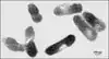 E_coli