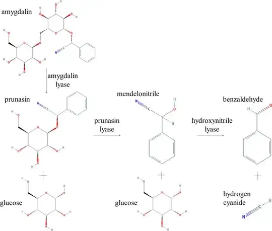Conversion of amygdalin to cyanide in the body
