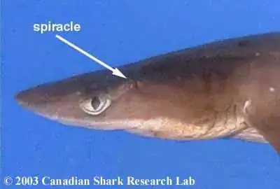 Spiny Dogfish