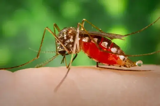 Mosquito Peeing, Photo credit: James Gathany on Public Health Image Library (PHIL), Centers for Disease Control and Prevention