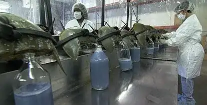 horseshoe crab