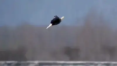 Bald eagles dance