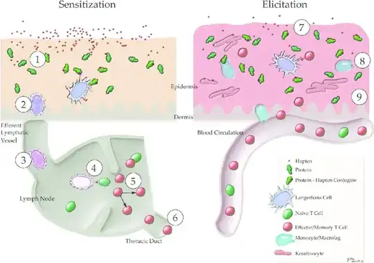 Sensitization and elicitation progression graph