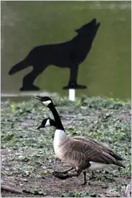 A wolf silhouette with Canada Geese in foreground