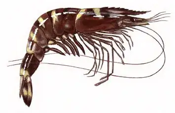 Shrimp (Penaeus monodon)