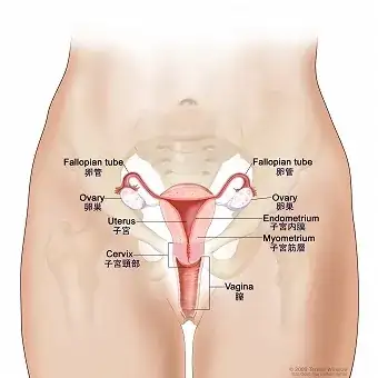 Anatomical diagram from a non-Wikipedia source