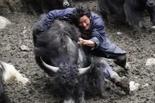 Photo of a person and a yak