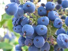 Oregon grapes or creeping mahonia
