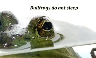 bullfrogs do not sleep