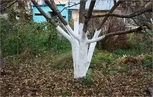 painted tree