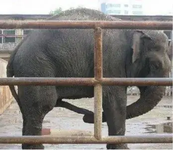 Elephant sucking his own elephant penis