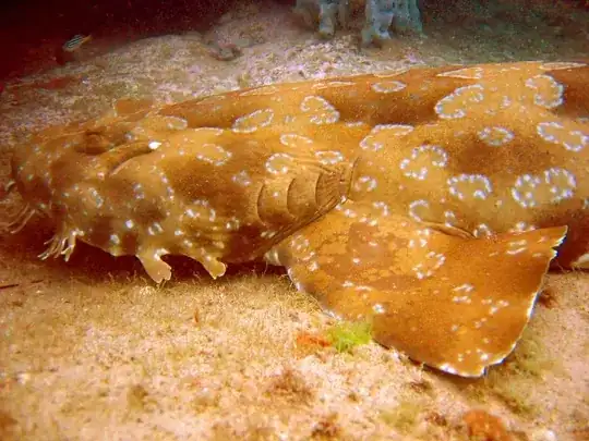 Wobbegong shark lying on the bottom of the ocean