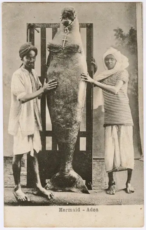 Fake Mermaid, Aden
