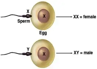 XY