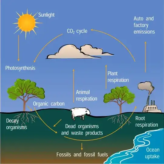 Forest carbon cycle