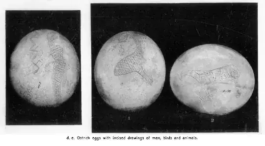 Firth (1915:Plate 11