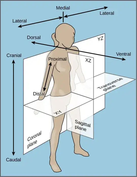 Body symmetry image showing words used to describe locations on the human body.