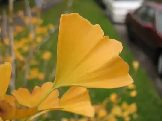 Ginkgo biloba