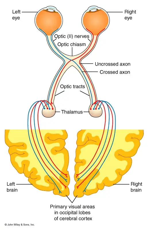 nerve connections