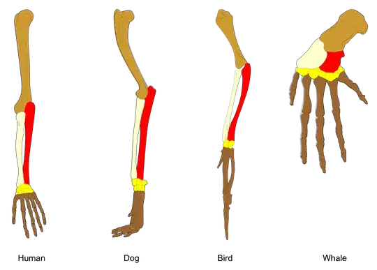 homology