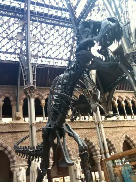 Oxford Dino