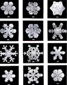The classic image of 12 snowflakes, each unique and distinct from one another