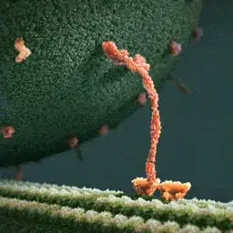 Video in the claim