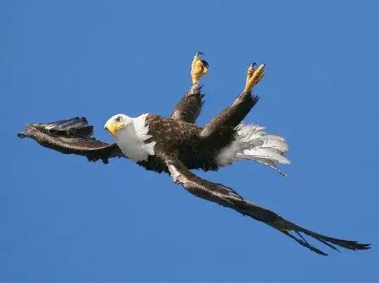 Bald Eagle apparently flying upside-down