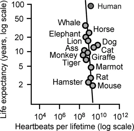 heart beats