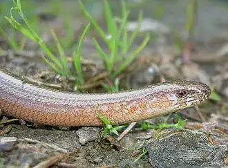 slowworm
