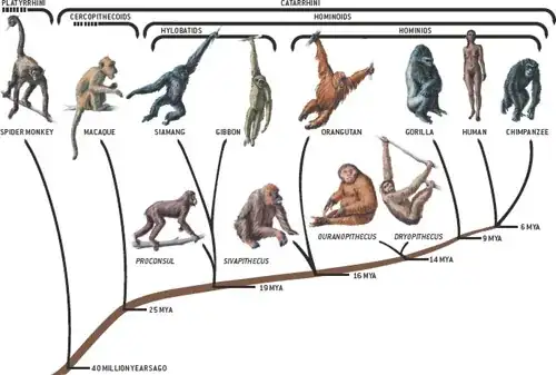 Ancestors