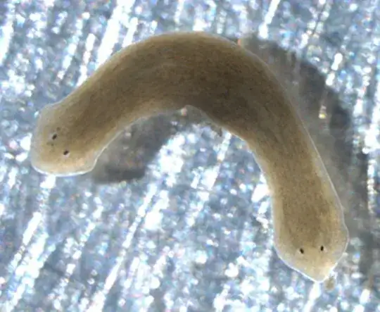 Two Headed Planarian